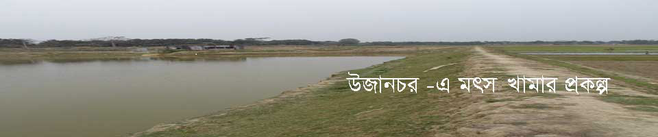 উজানচর ইউনিয়নের মৎস খামার প্রকল্প
