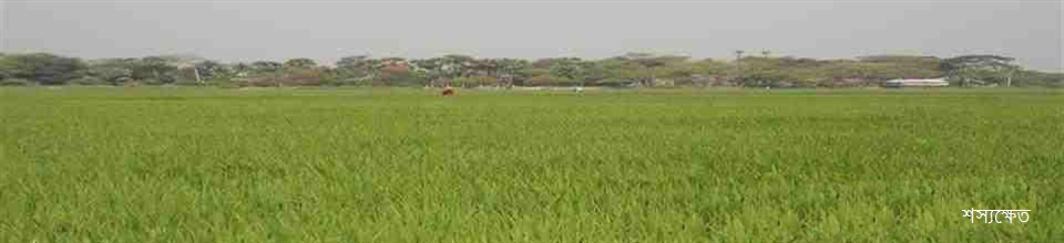 শস্যক্ষেত