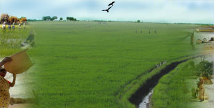 পল্লী বাংলা