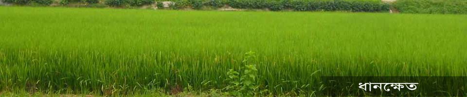 ধানক্ষেত