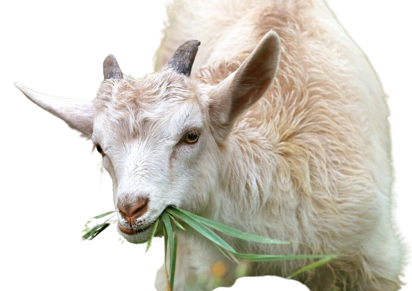 বিভিন্ন জাত