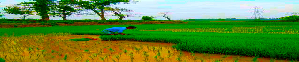 ধান ক্ষেত