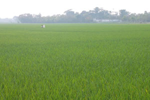 বিবিধ