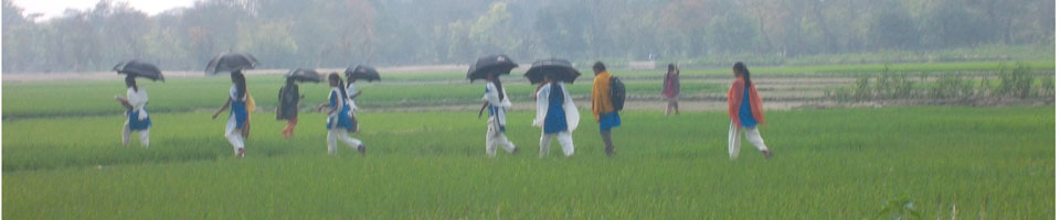 ধান ক্ষেত