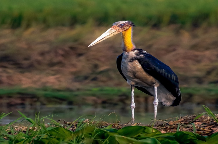 মদনটাক