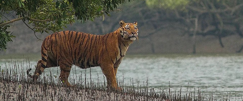ব্যানার