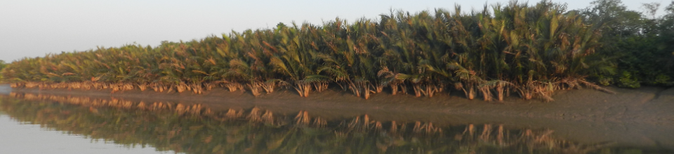 সুন্দরবনের দৃশ্য