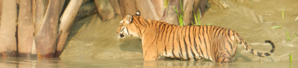 বাংলাদেশের জাতীয় প্রাণী