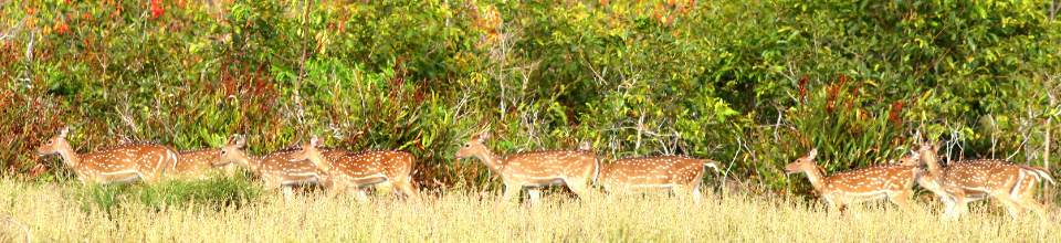 সুন্দরবনের হরিণ
