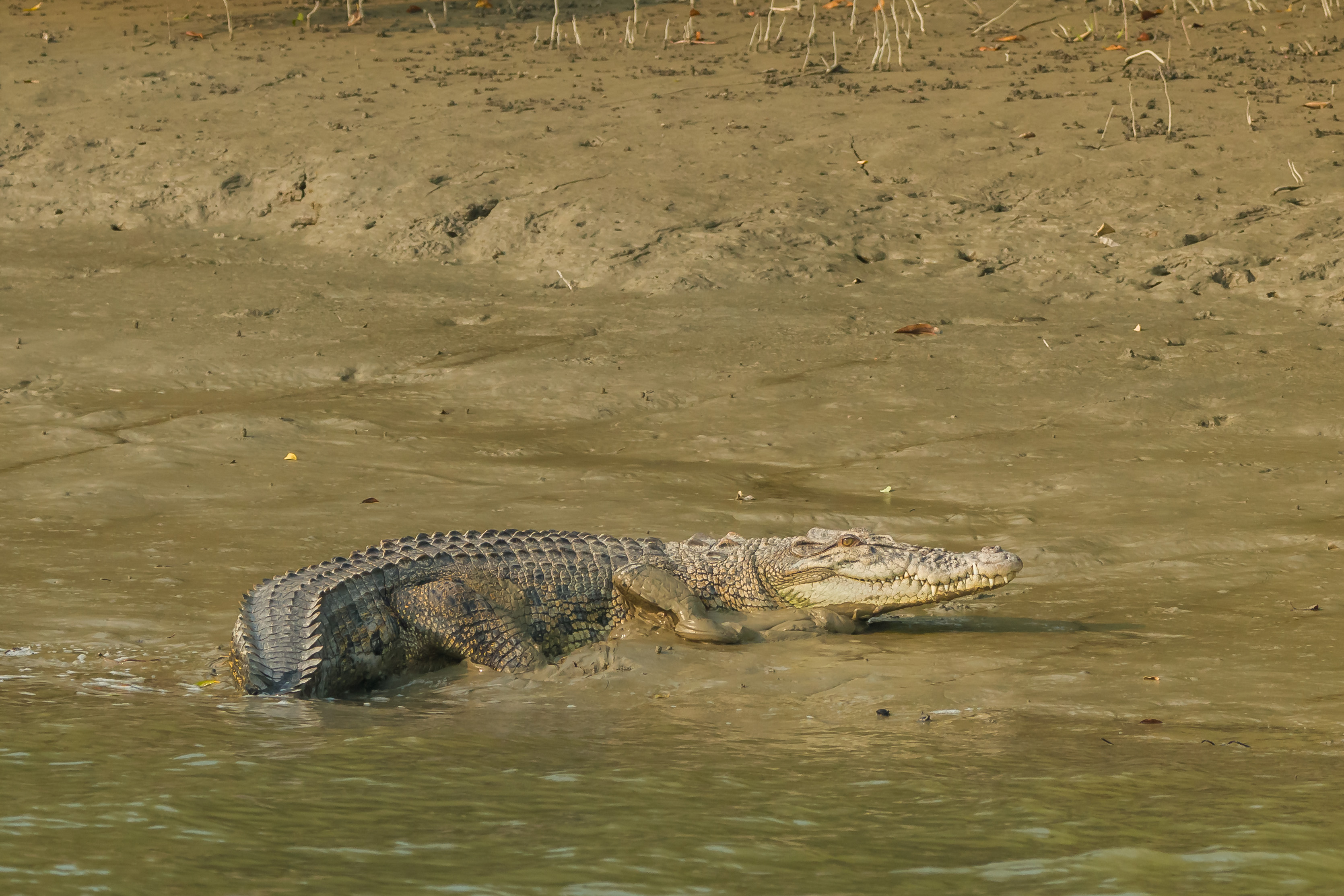 লোনা পানির কুমির