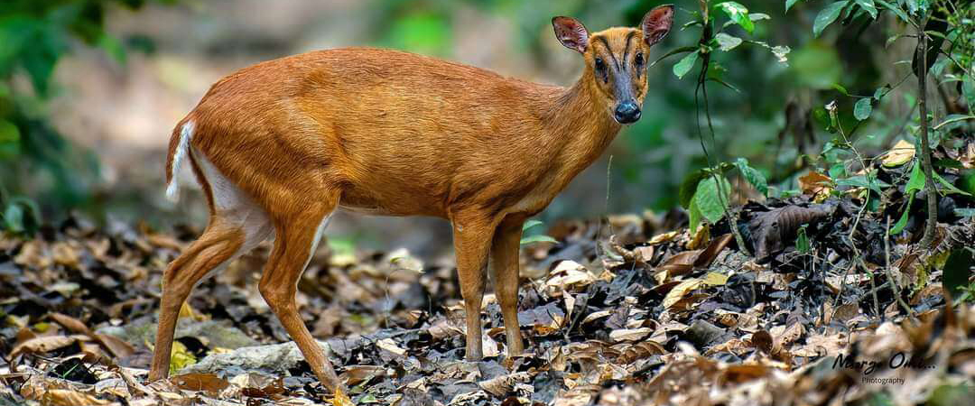 ব্যানার-২