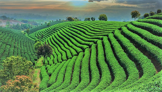 সিলেটের চা বাগানের ইতিহাস