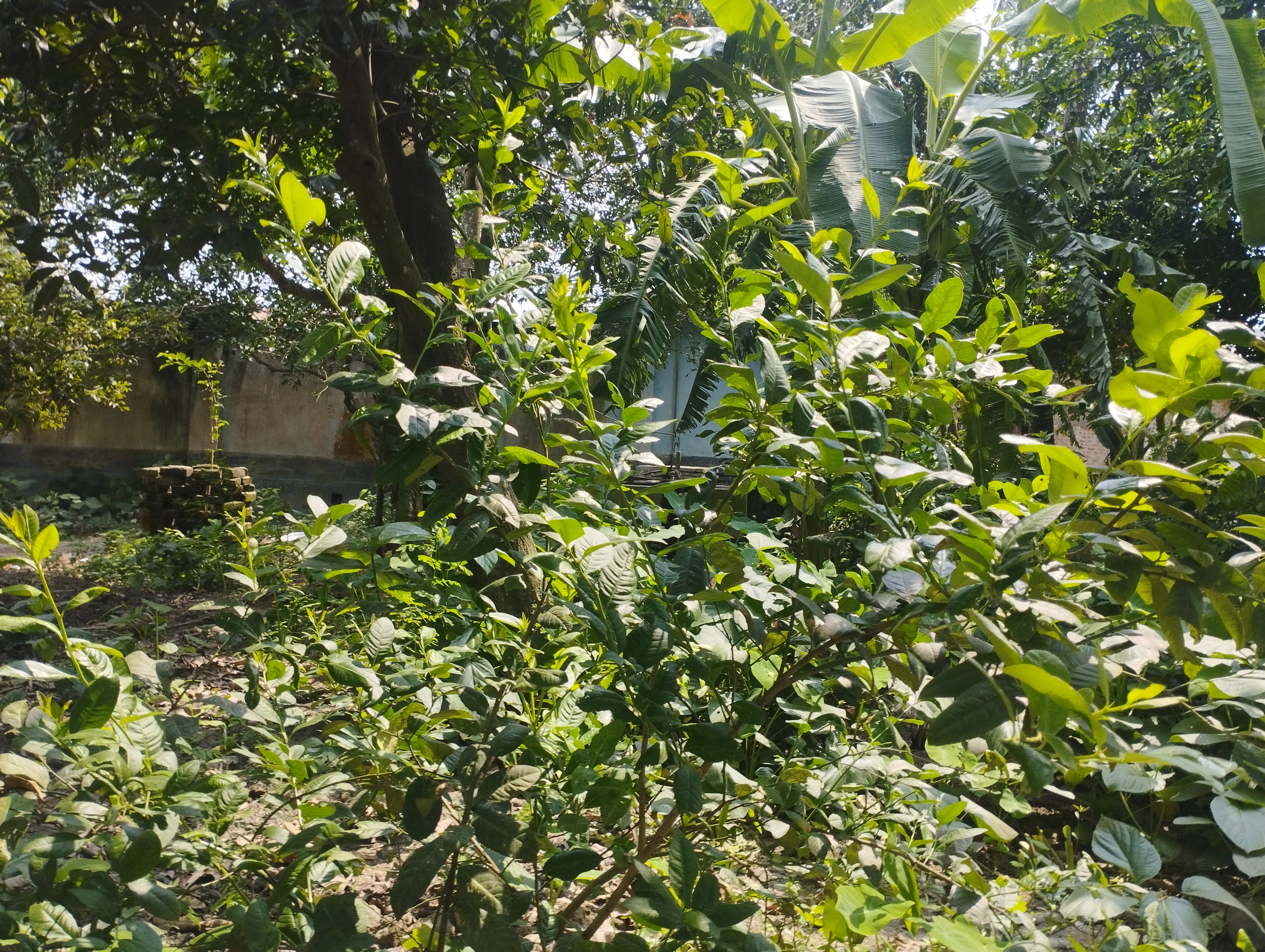 এ