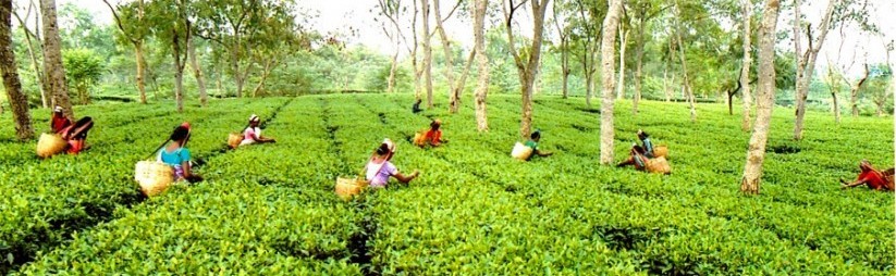 ব্যানার-২