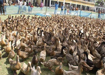 ফটো গ্যালারী