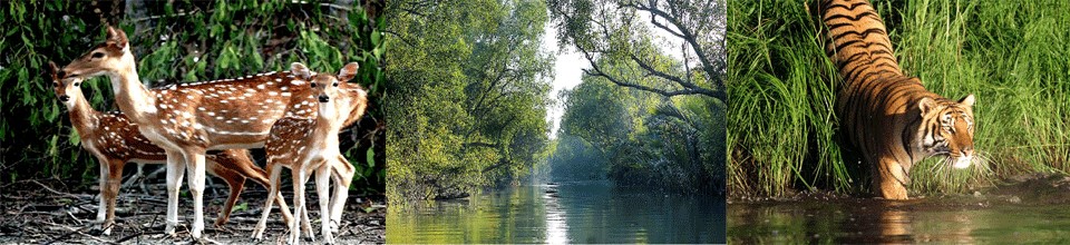 বাগেরহাটের সুন্দবনের প্রাকৃতিক সৌন্দর্য।