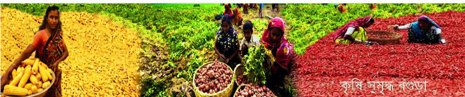 ব্যানার