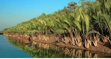 সুন্দরবনের গোলপাতা