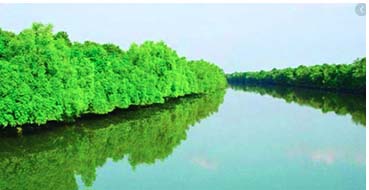 সুন্দরবনের জলাশয়