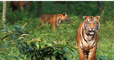 সুন্দরবনের বাঘ