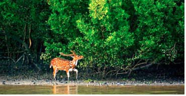 সুন্দরবনের হরিণ