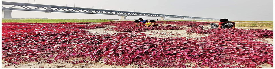 লালশাক