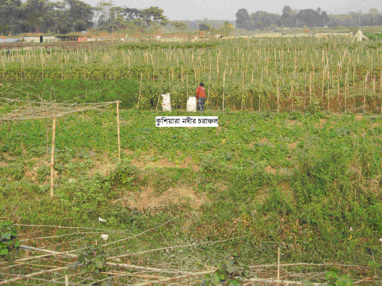 কুশিয়ারা নদীর চরাঞ্চল