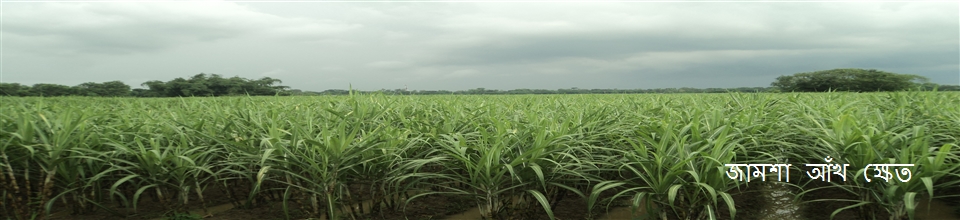 জামশা আঁখ ক্ষেত