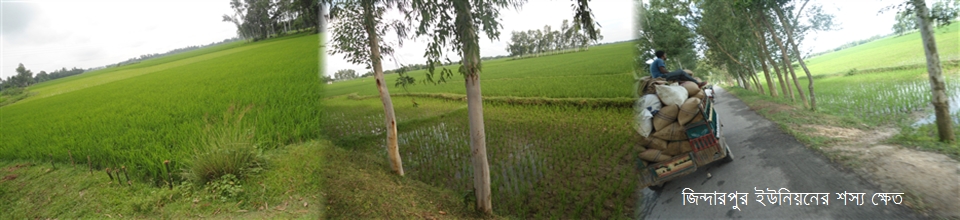 জিন্দারপুর ইউনিয়নের শস্য ক্ষেত