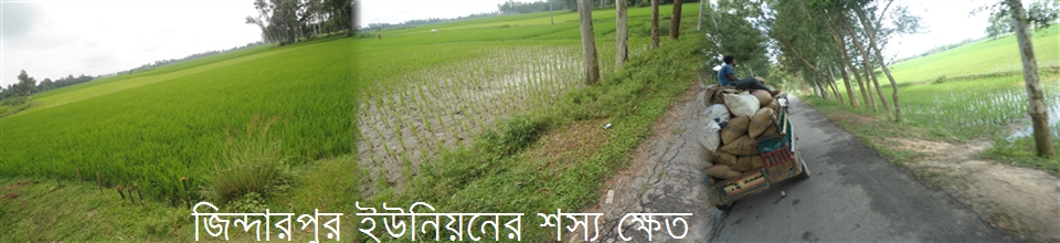 জিন্দারপুর ইউনিয়নের শস্য ক্ষেত