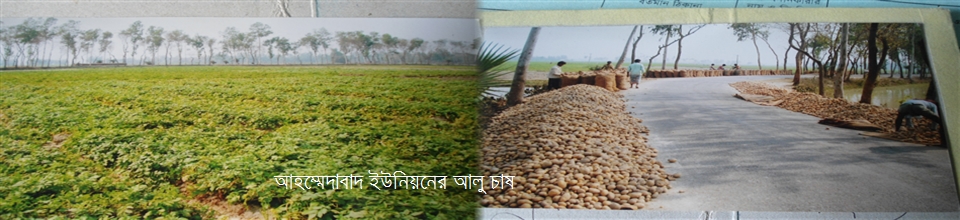 জিন্দারপুর ইউনিয়নের আলু চাষ