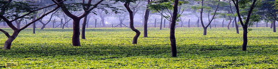 চা বাগান
