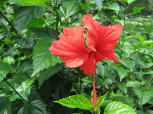 পরে আপলোড করা হবে।